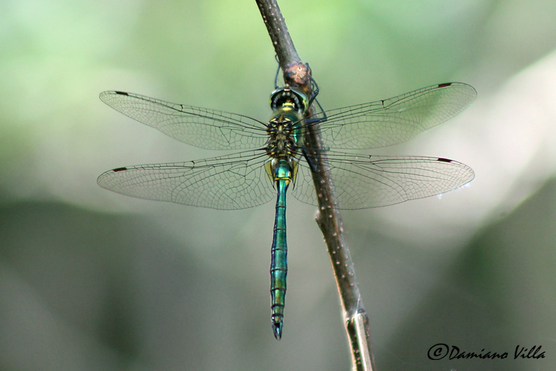 Somatochlora metallica